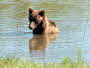 Animal Sanctuary - Bear