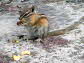 Woodland Critter