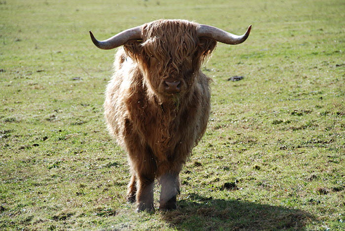 Highland Bull