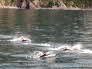 Seward - Resurrection Bay Dolphins