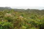 Coromandel