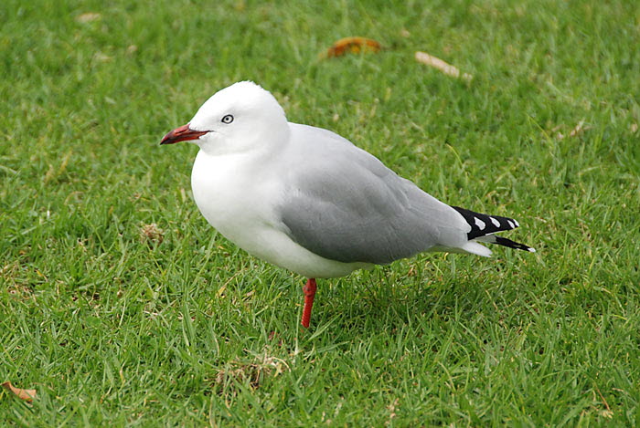 Gull