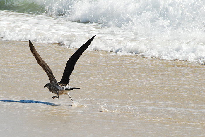 Otama Beach