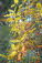 Autumn Leaves