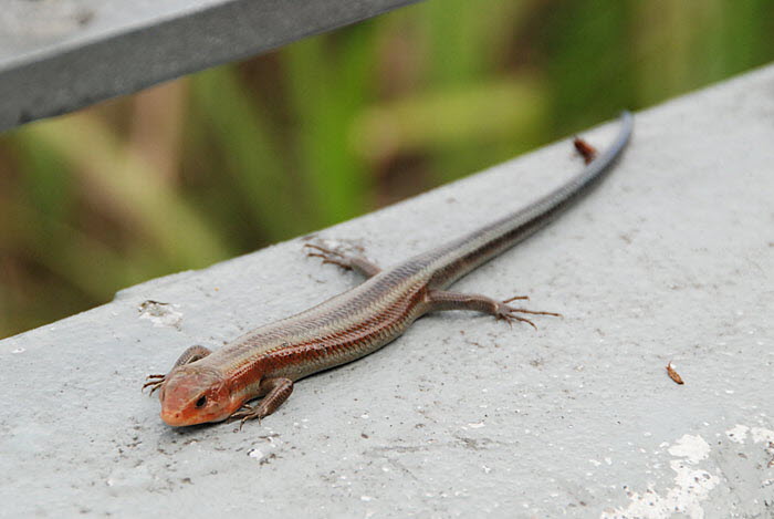 Cute Lizard
