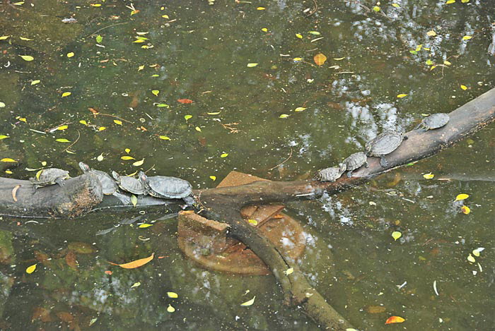 Terrapins