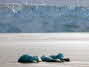 Hubbard Glacier P5/11