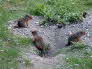 Icefields Parkway - Little Critters