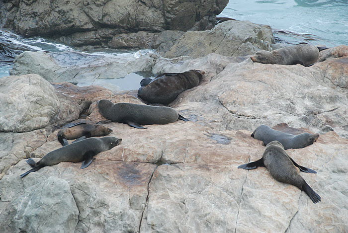 Ohau Seals