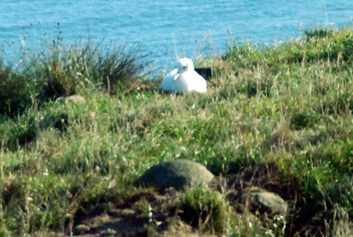 Otago - Albatross Chick