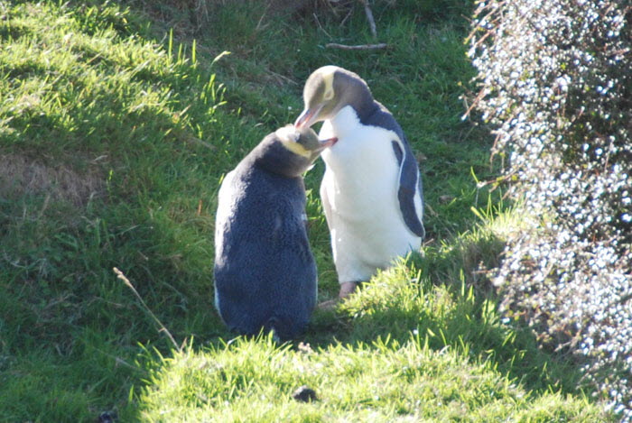 Otago - Penguins