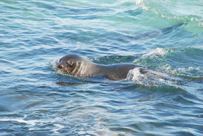 Otago - Seal