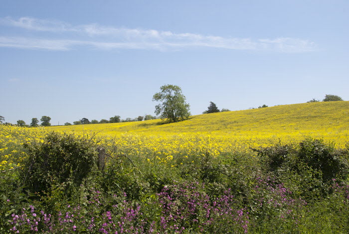 Rape Field
