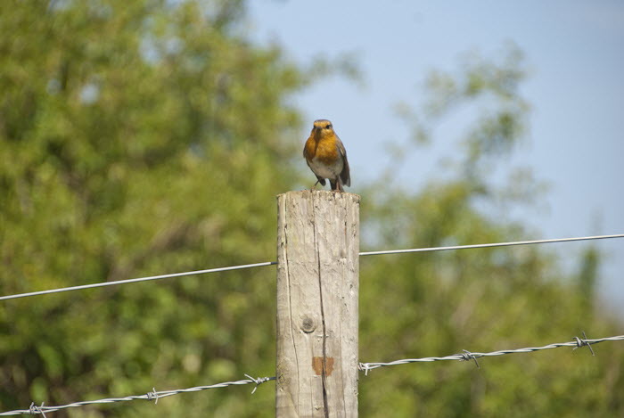 Robin