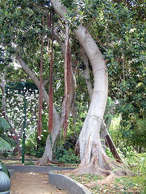 Santa Cruz - Parque Municipal Garcia Sanabria