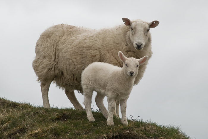 Sheep