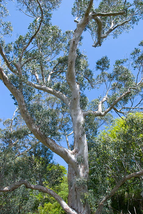 Inverewe Garden