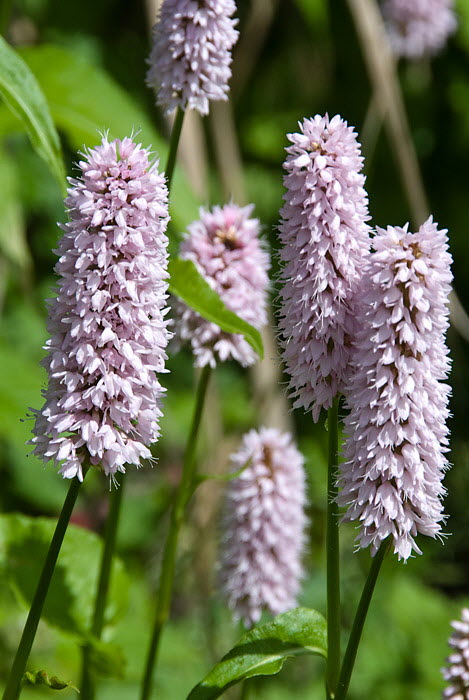Inverewe Garden