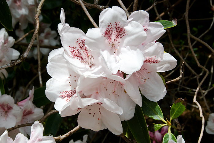 Inverewe Garden