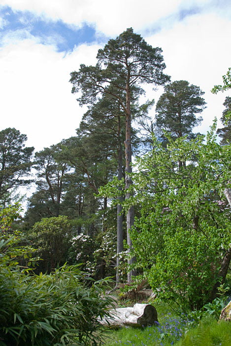 Inverewe Garden