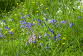 Inverewe Garden