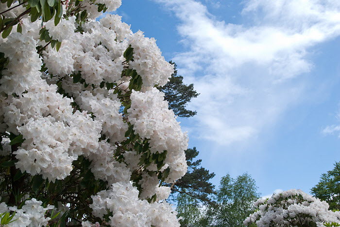 Inverewe Garden