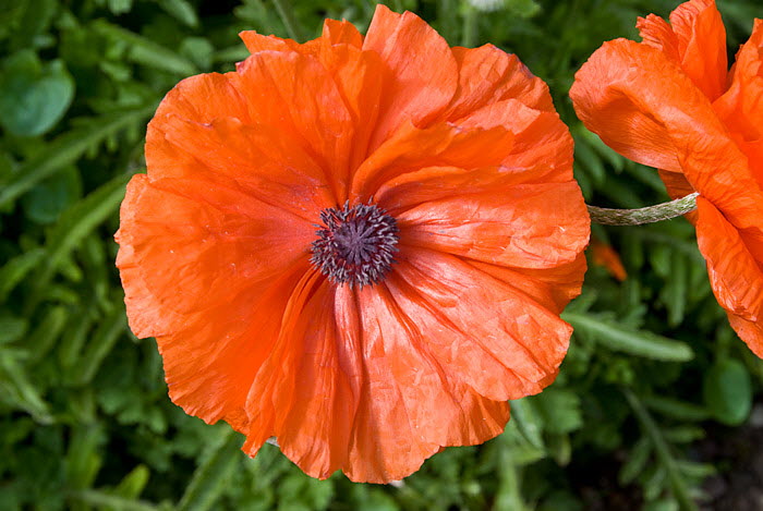 Inverewe Garden