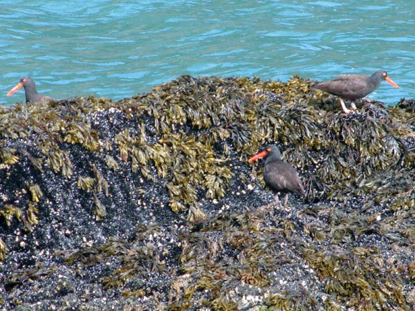 Seward - Resurrection Bay