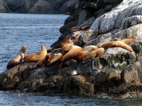 Seward - Resurrection Bay
