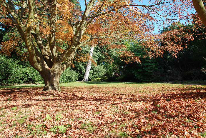P6/14 - Exbury Gardens